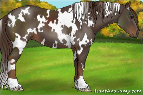 Horse Color:White Spotted Liver Chestnut