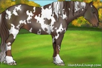 Horse Color:White Spotted Liver Chestnut