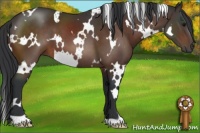 Horse Color:White Spotted Brown 