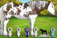 Horse Color:White Spotted Silver Brown Splash