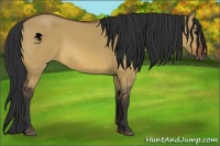 Horse Color:Bay Dun