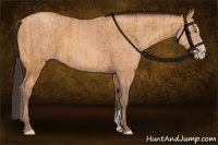 Horse Color:Amber Champagne Sabino Rabicano  and Amber Champagne Sabino Rabicano 