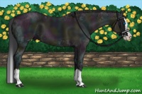 Horse Color:Midnight Grullo Ice Sabino Splash