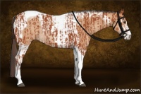 Horse Color:Bay Sabino Tobiano Rabicano  and Amber Champagne Sabino Tobiano Rabicano 