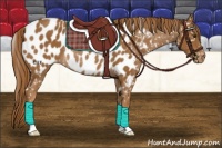 Horse Color:Chestnut Appaloosa Rabicano