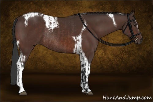 Horse Color:Bay Sabino Rabicano  and Bay Tobiano Rabicano 