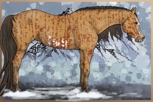 Horse Color:Bay Sabino Rabicano  and Buckskin Sabino Frame Rabicano 