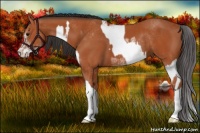 Horse Color:Bay Sabino Rabicano  and Bay Sabino Rabicano 