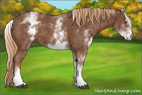 Horse Color:White Spotted Chestnut Sabino