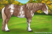 Horse Color:White Spotted Chestnut Sabino