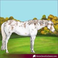 Horse Color:Chocolate Palomino Sabino 