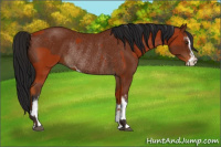 Horse Color:Bay Sabino Rabicano and Gray Bay Sabino Rabicano