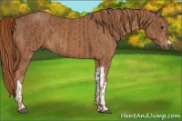 Horse Color:Chestnut and Chestnut