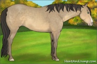 Horse Color:Sable Cream Champagne 