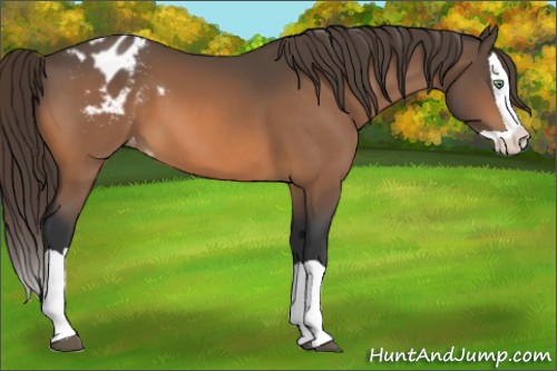 Horse Color:Buckskin Splash Varnish