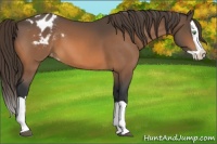 Horse Color:Buckskin Splash Appaloosa 