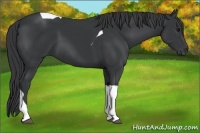 Horse Color:Black Tobiano 