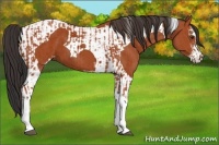 Horse Color:Bay Sabino Tobiano Rabicano  and Bay Sabino Tobiano 