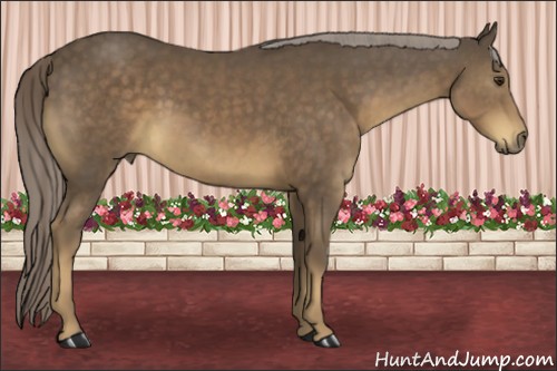 Horse Color:Chocolate Palomino 