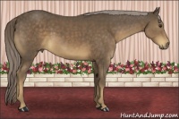 Horse Color:Chocolate Palomino 