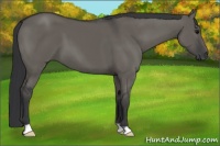 Horse Color:Grullo 