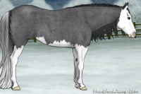 Horse Color:Blue Roan Splash 