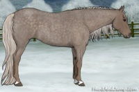 Horse Color:Silver Blue Roan 