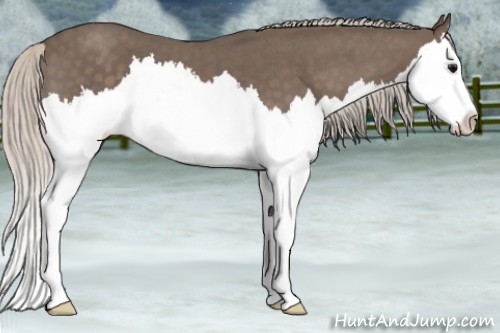 Horse Color:Silver Blue Roan Splash