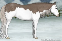 Horse Color:Silver Blue Roan Splash 