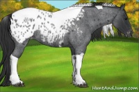 Horse Color:Blue Roan Tobiano Appaloosa Rabicano