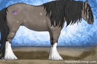 Horse Color:Grullo