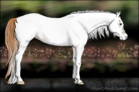 Horse Color:White Spotted Red Dun Rabicano 
