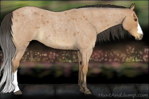 Horse Color:Buckskin Roan 