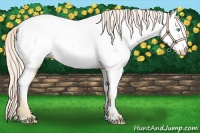 Horse Color:Palomino Pearl Near Fewspot