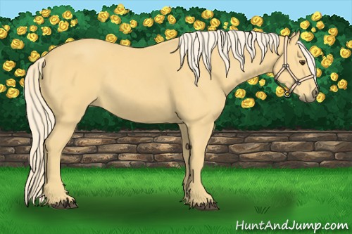 Horse Color:Palomino 