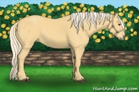 Horse Color:Palomino