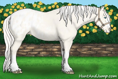 Horse Color:Cremello Appaloosa 