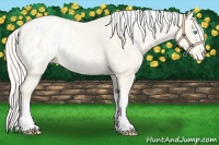 Horse Color:Cremello Appaloosa 