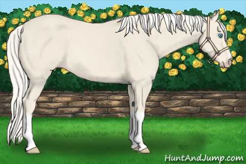 Horse Color:Cremello 