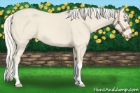 Horse Color:Cremello 
