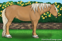 Horse Color:Gray Palomino