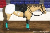 Horse Color:Buckskin Appaloosa