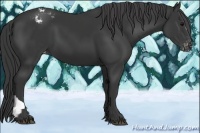 Horse Color:Black Appaloosa