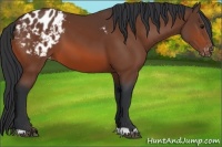 Horse Color:Bay Appaloosa 