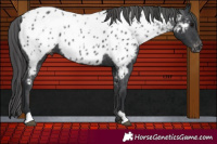 Horse Color:Black Appaloosa