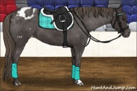 Horse Color:Smoky Black Varnish 