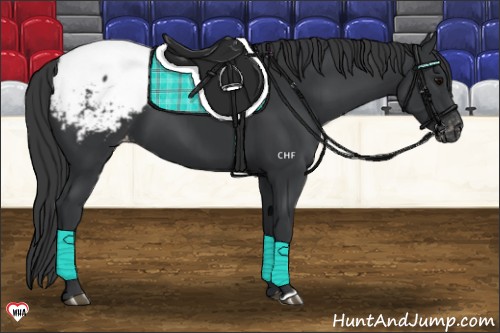 Horse Color:Black Appaloosa 