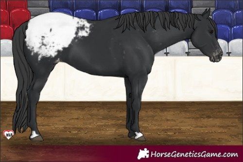 Horse Color:Black Appaloosa 
