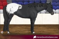 Horse Color:Black Appaloosa 