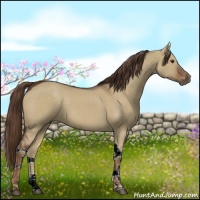 Horse Color:Liver Red Dun Tobiano 